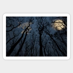 Surreal Haunted Forest During A Full Moon Sticker